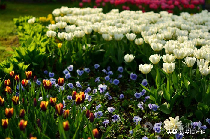 适合春天播种的花卉种子图片,湖南适合春天种的花卉有哪些