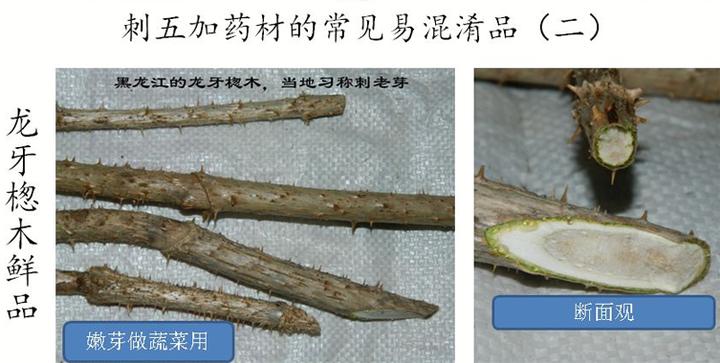 刺五加植物的识别方法,带你识别白薇