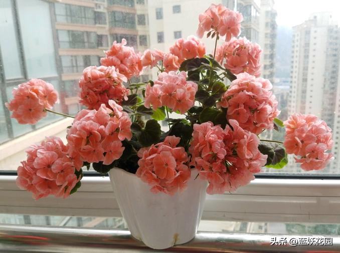 为什么我买的盆栽花总是养不活,为什么买来的花绿植总是养不好