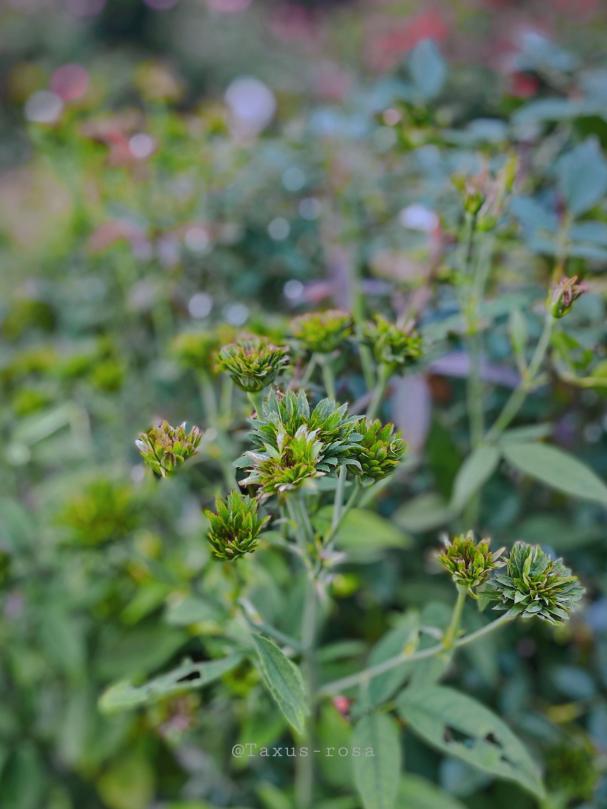 七夕卖玫瑰花要准备什么,七夕买红玫瑰还是彩色玫瑰