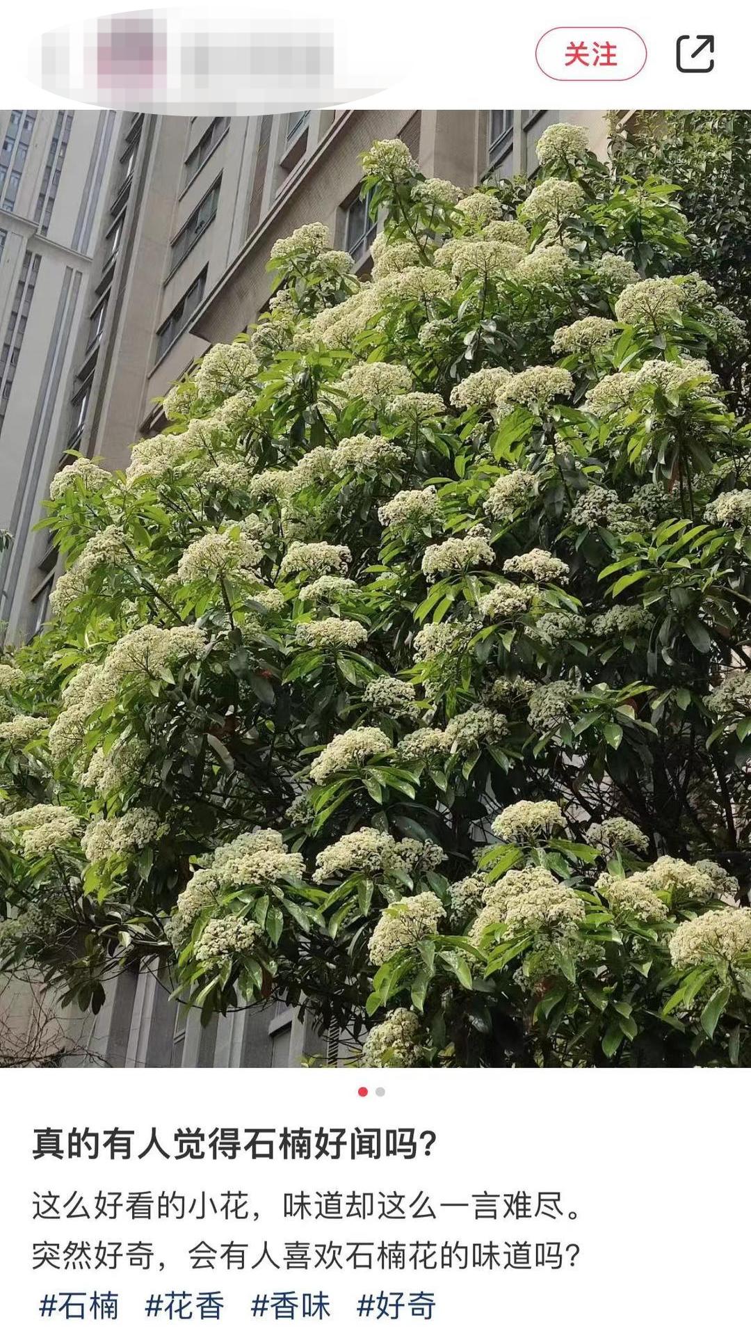 石楠花很香啊为什么有人觉得臭,石楠花那么臭为什么要种那么多