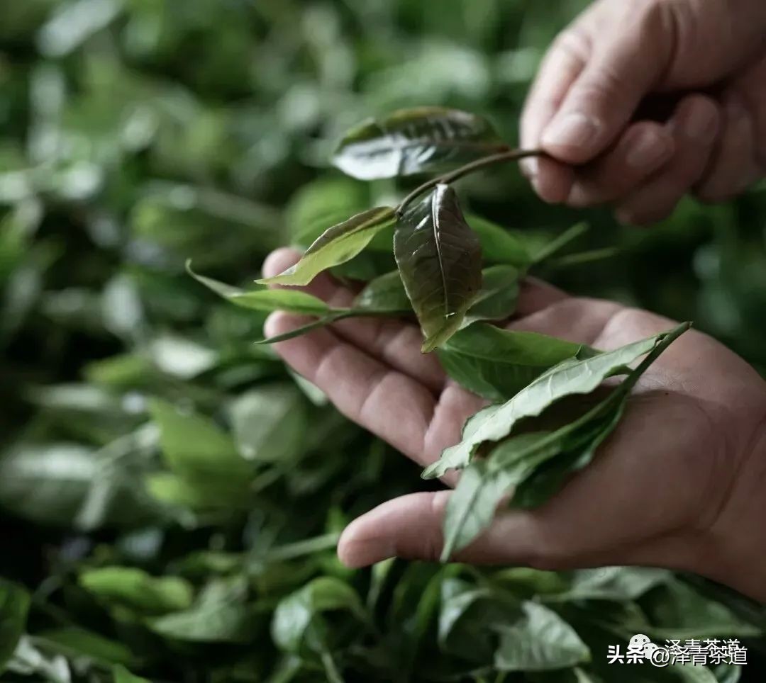 茶树为什么多生“南”而不生“北”？