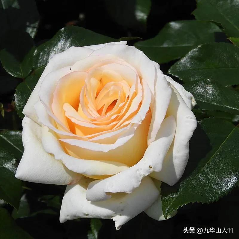 通过adr认证的月季品种,奥古斯塔路易斯月季是adr认证吗