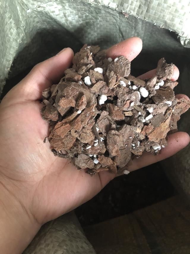 植物移盆需要注意什么,植物上盆注意什么