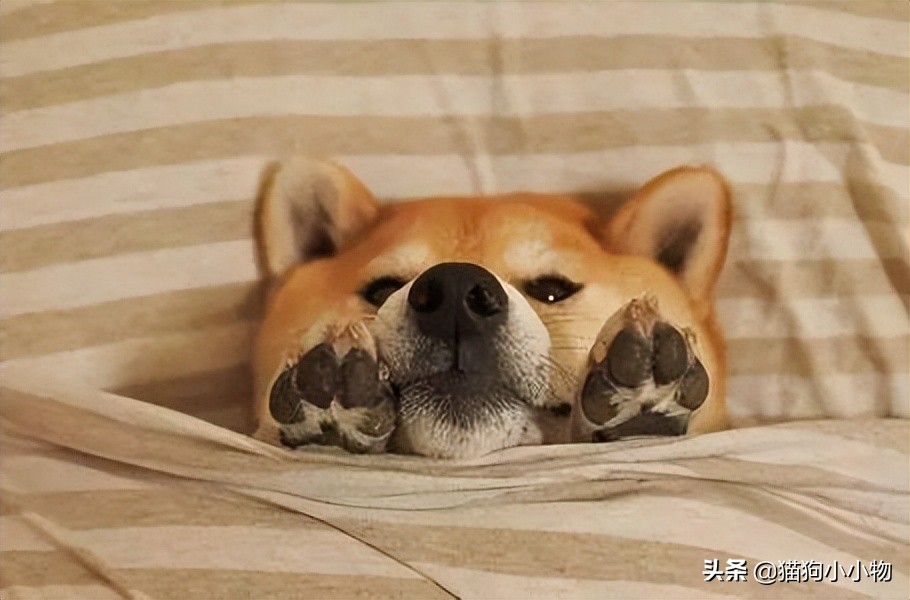 狗狗闭着眼睛睡觉代表什么,狗狗睡觉为什么会有怪异的动作