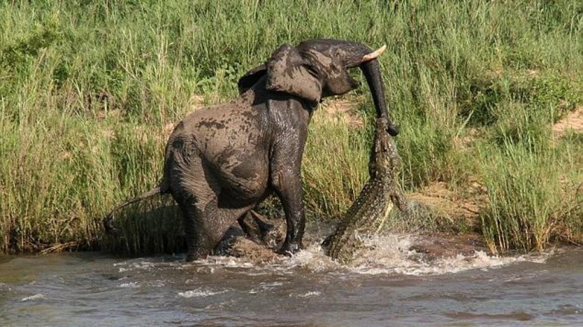 非洲公象在河边喝水，愣头青鳄鱼趁机一口咬住象鼻，大象痛苦吼叫