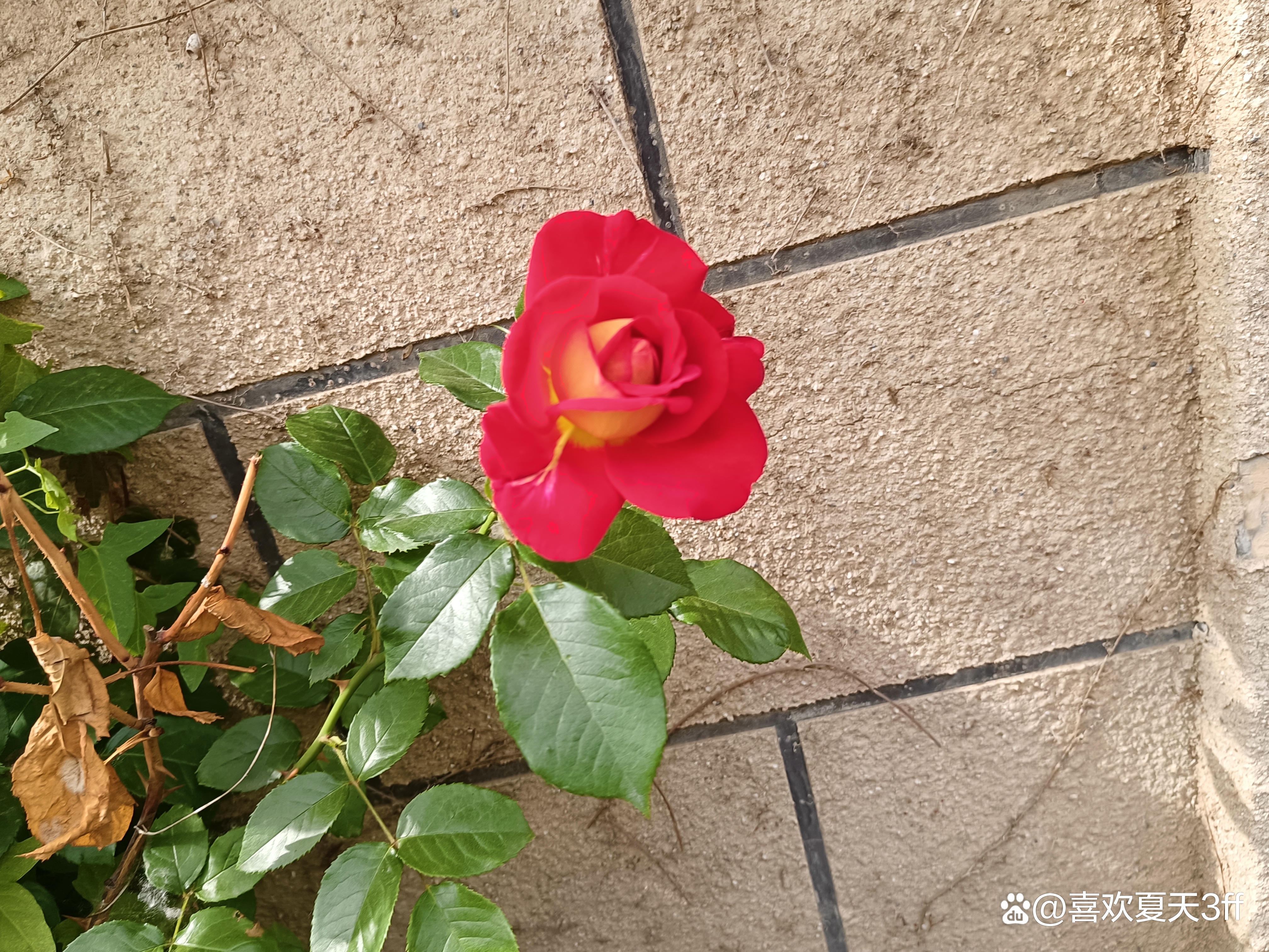 端午节快乐莲花盛开,端午节前后插花容易活吗