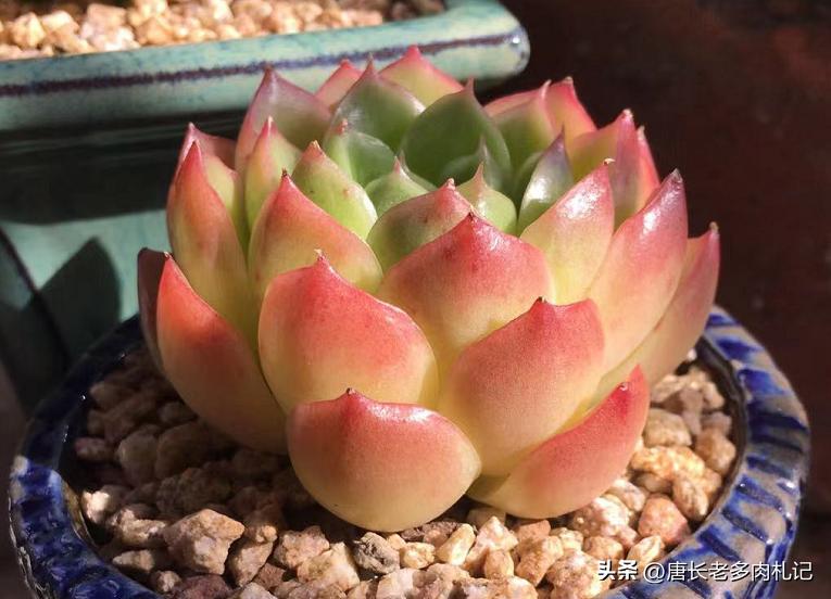 多肉长时间不发根怎么办,多肉为什么老是不服盆