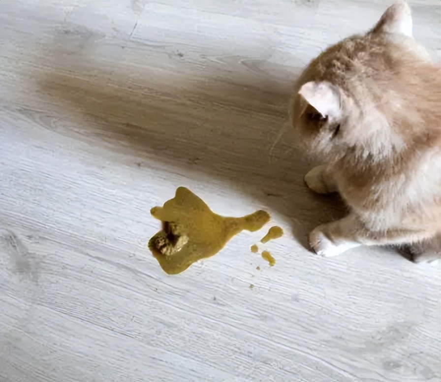 养猫的烦恼家里面好多猫毛怎么办,养猫烦恼