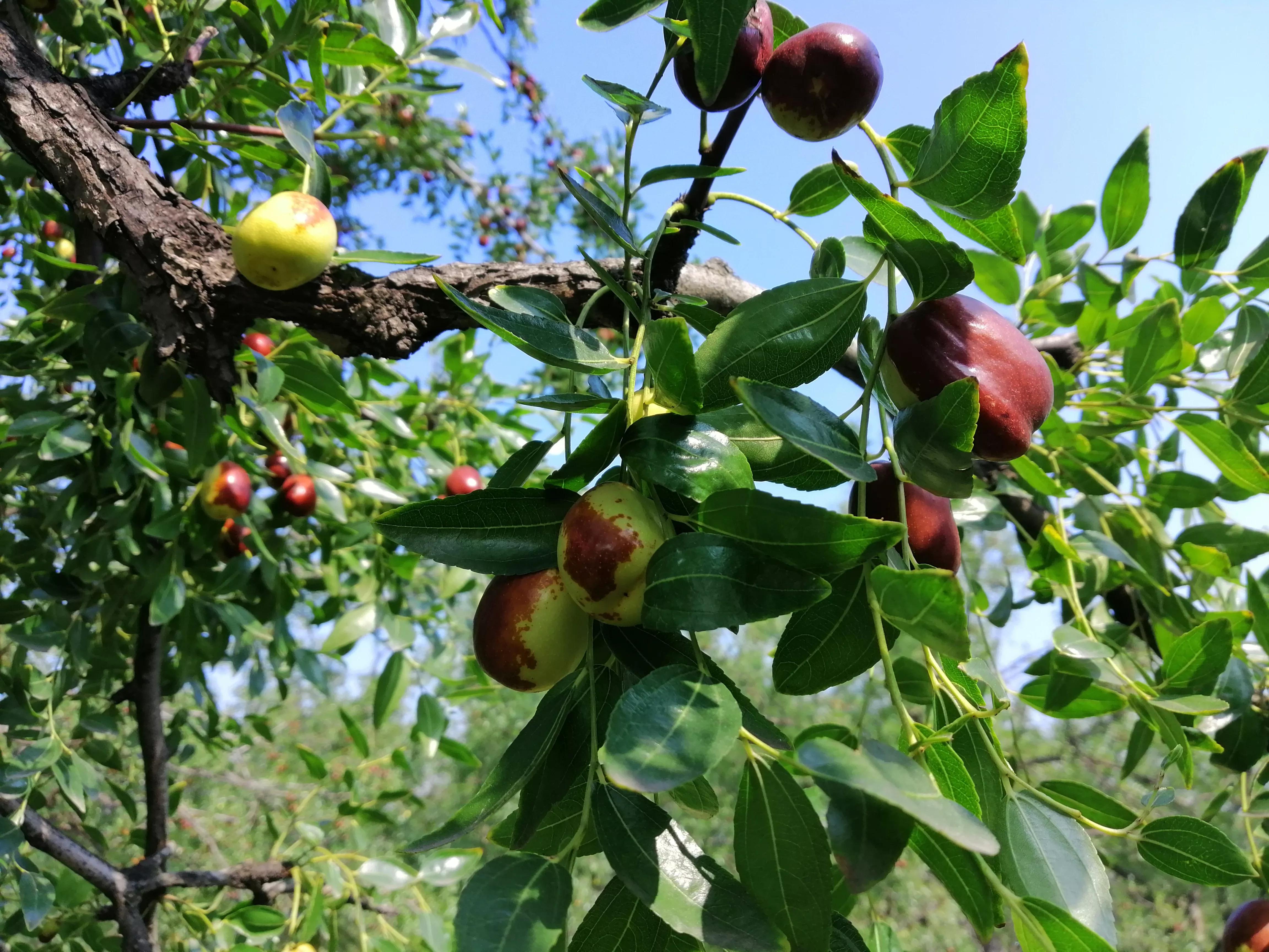 警惕次生灾害,警惕物种入侵