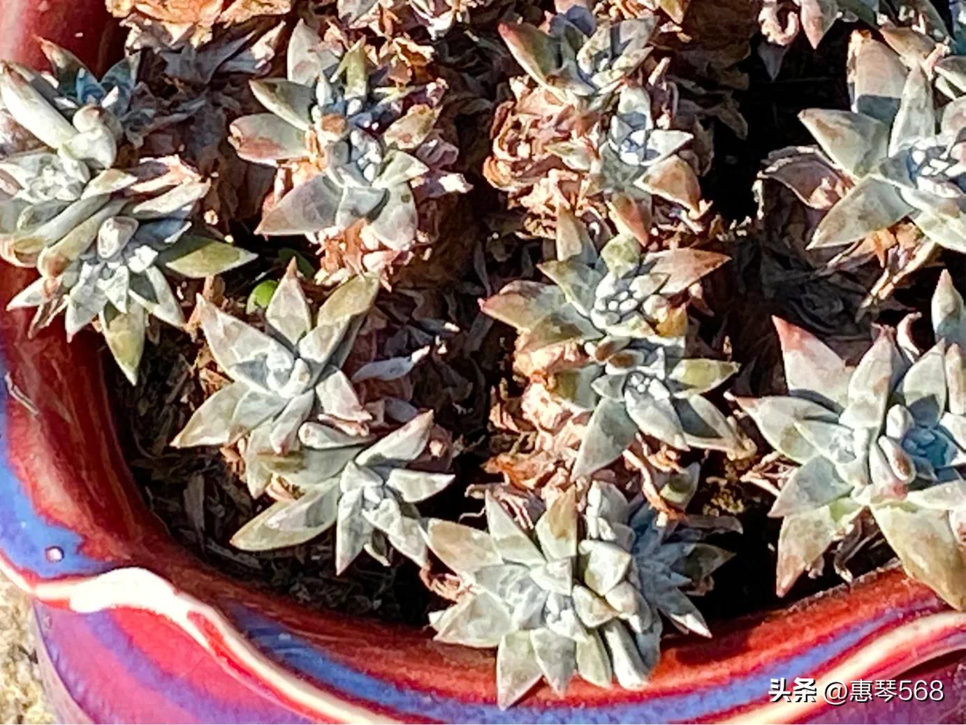 怎样养护多肉植物仙女杯,多肉仙女杯拍摄视频