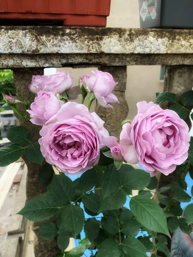 两家共用一个平台怎么解决,两家共用一堵墙发生矛盾怎么处理