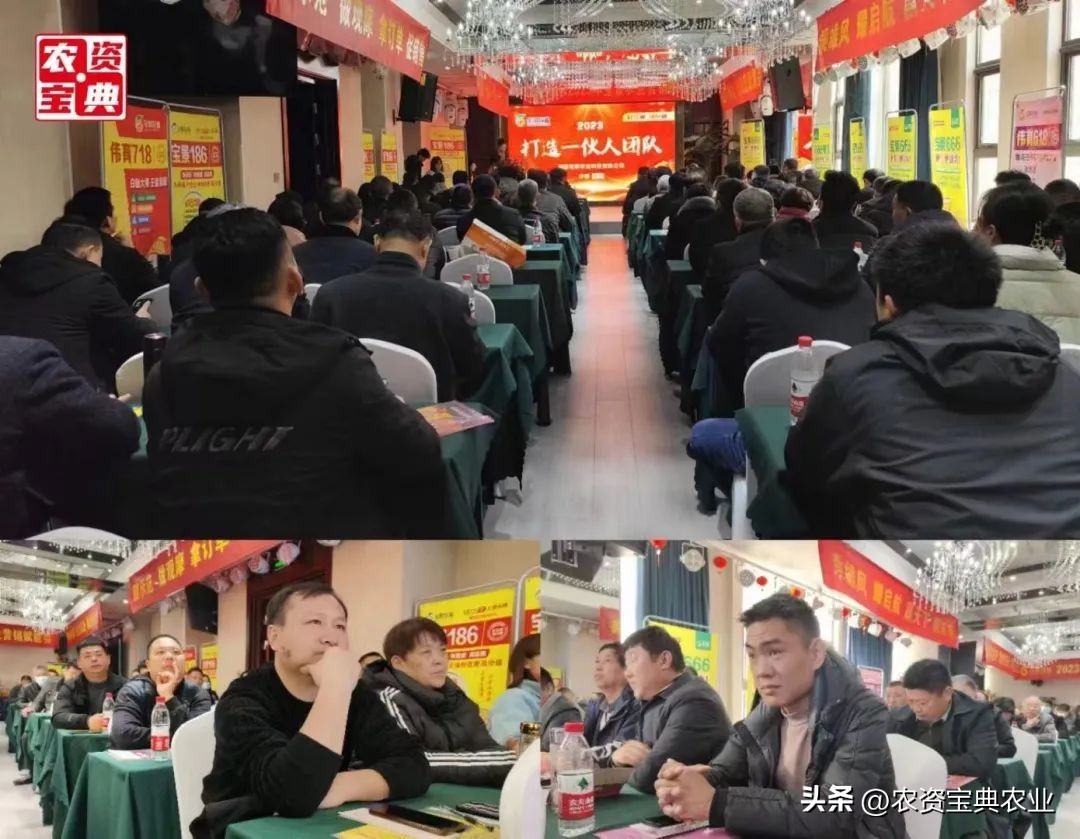 宝景666比郑单958增产多少,宝景666玉米种多少钱一袋