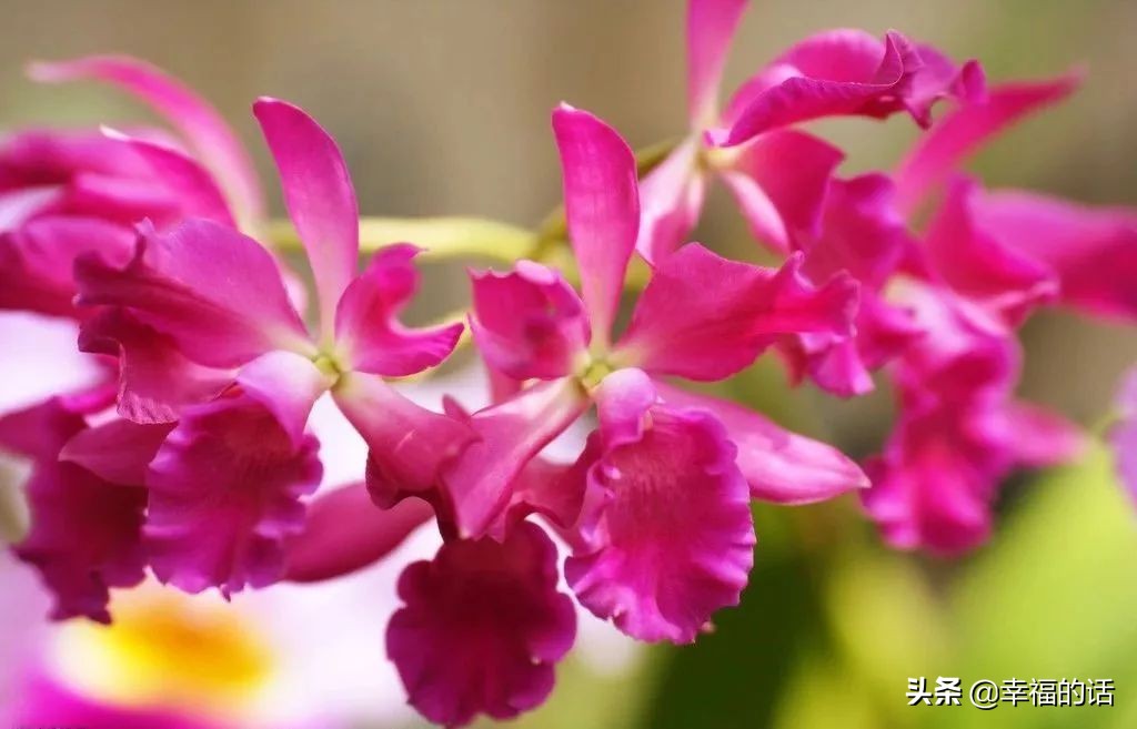 英国国花世界各国的国花,各种国家的国花大全