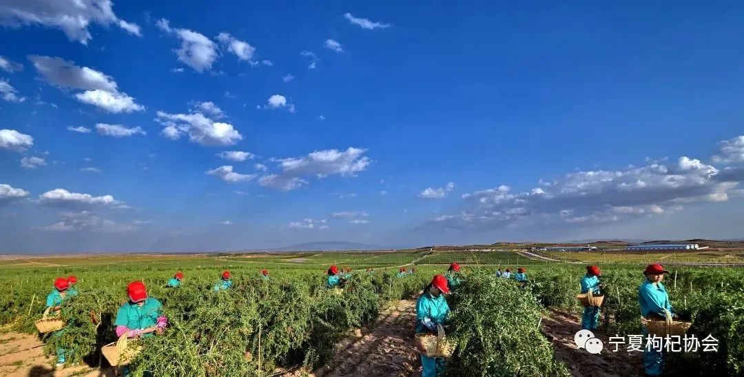 品牌打造贵在持续！宁夏枸杞不断拓展国内外“朋友圈”