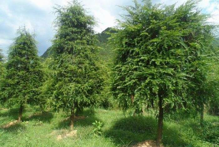 红豆杉暴跌,红豆杉滞销血本无归