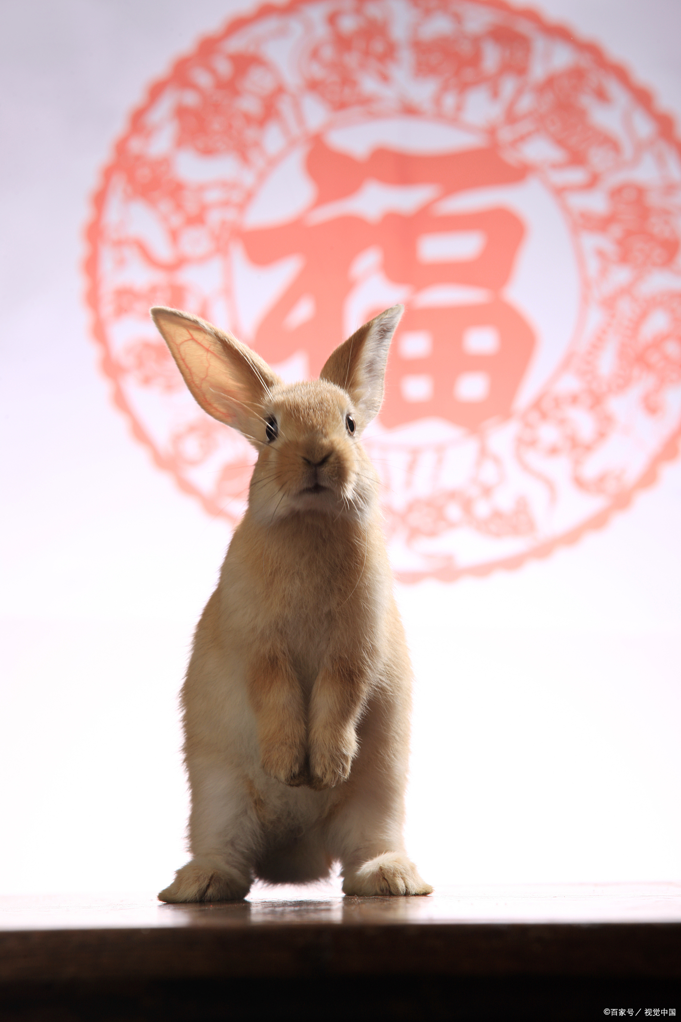 兔子不能洗澡怎么回事,兔子不能洗澡用什么清理