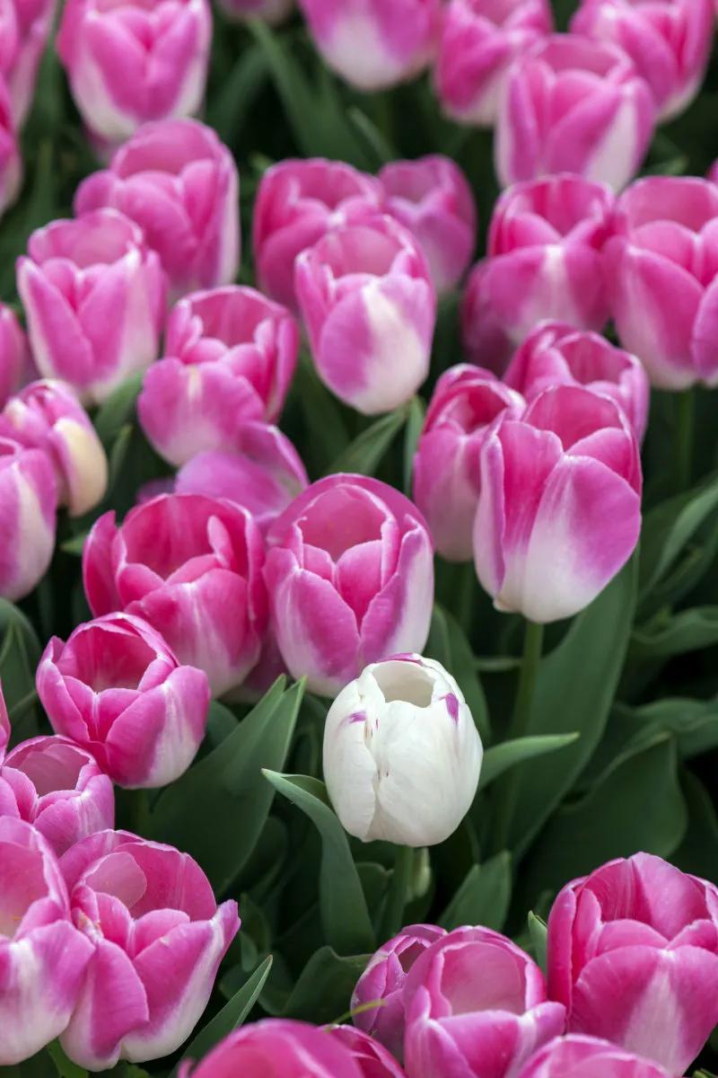 粉色郁金香花束图片大全,粉色郁金香杯