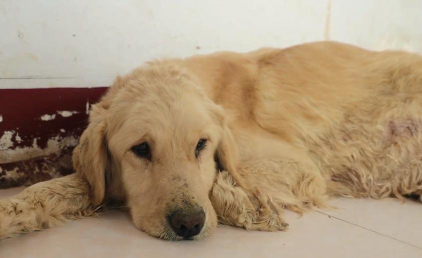 一只怀孕金毛被买狗肉店,得腹水的狗被卖狗肉得救后续