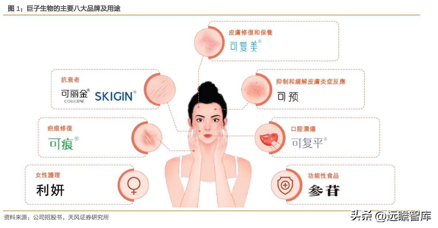 巨子生物重组胶原蛋白,巨子生物三型胶原蛋白获批