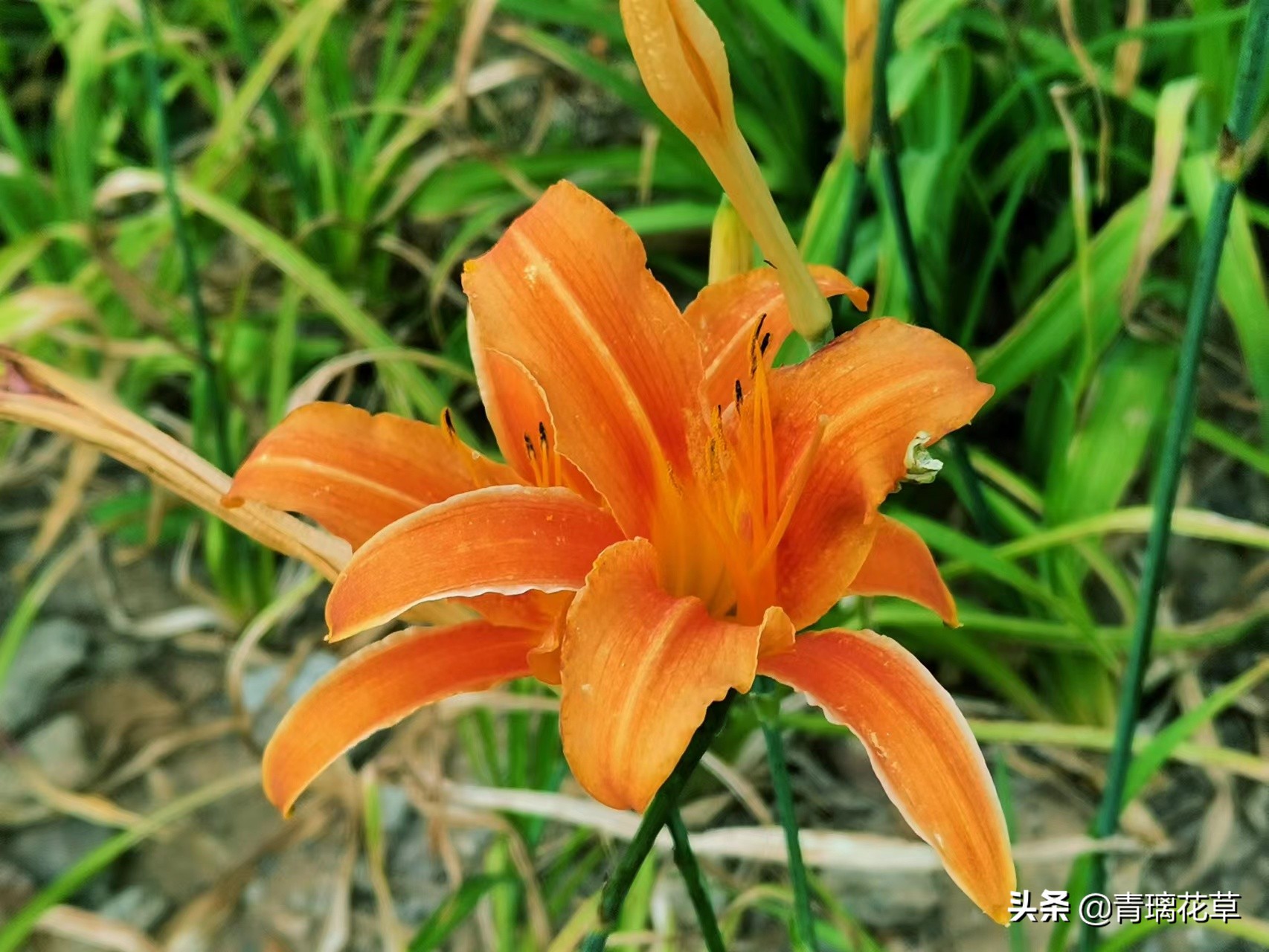 夏天开好多种颜色的小花,夏天里开的最茂盛的花朵有哪些