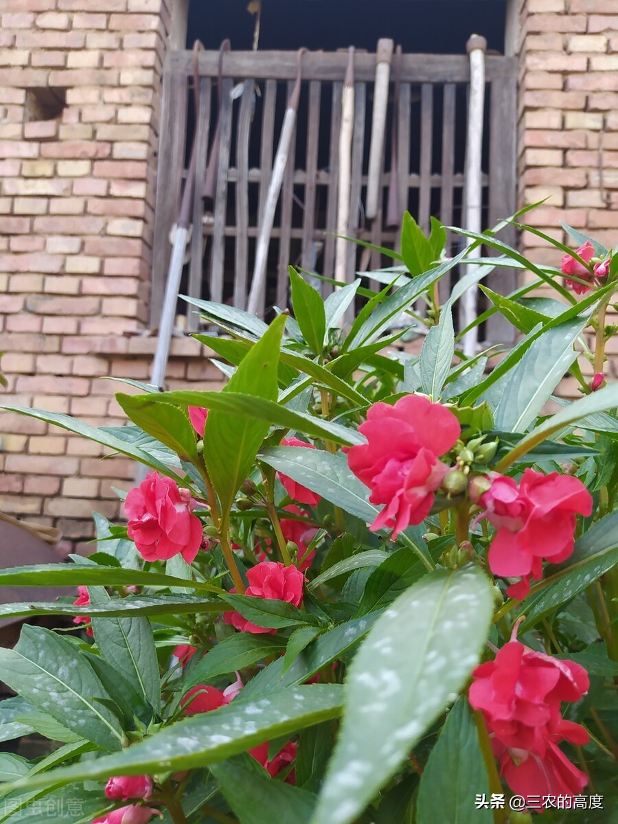 所有蛇不一定是毒蛇需要远离吗,蛇类中最为胆小的蛇