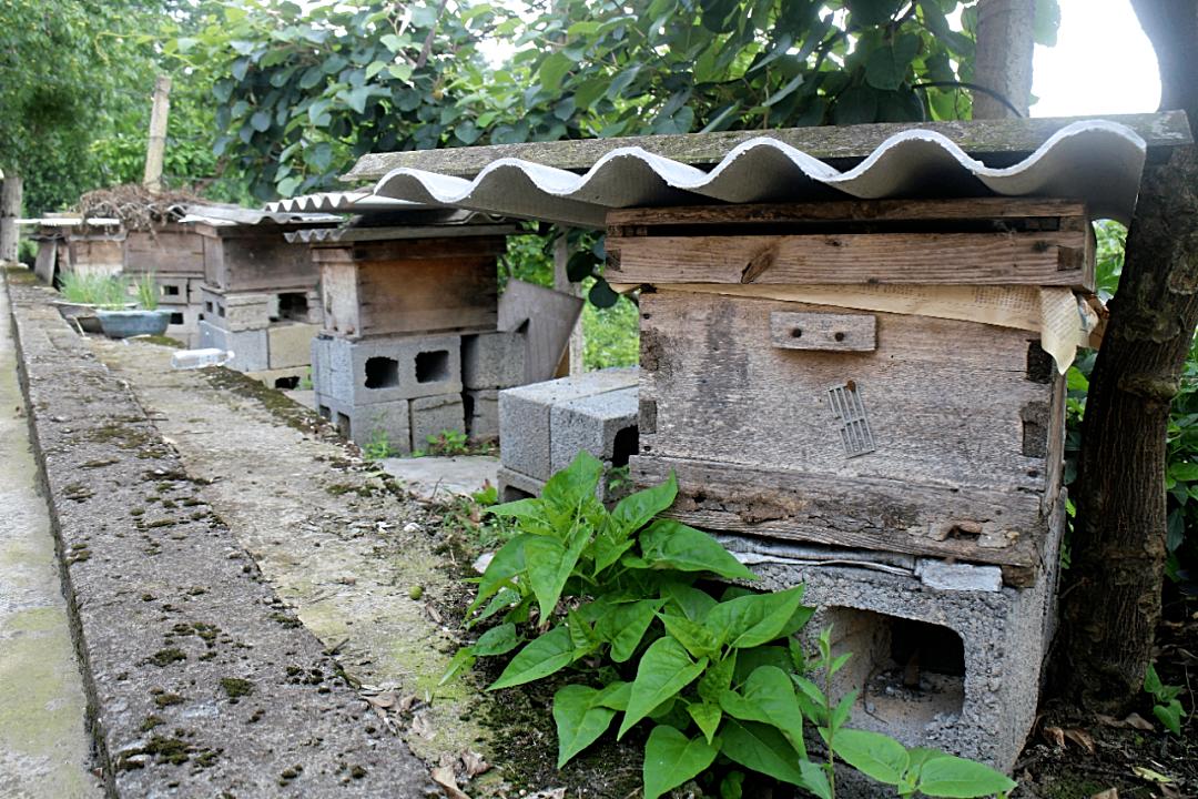 庭院经济成农民增收致富“聚宝盆”
