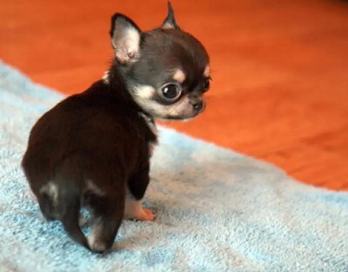 吉娃娃狗狗适合小朋友养吗,养狗狗吉娃娃犬的注意事项