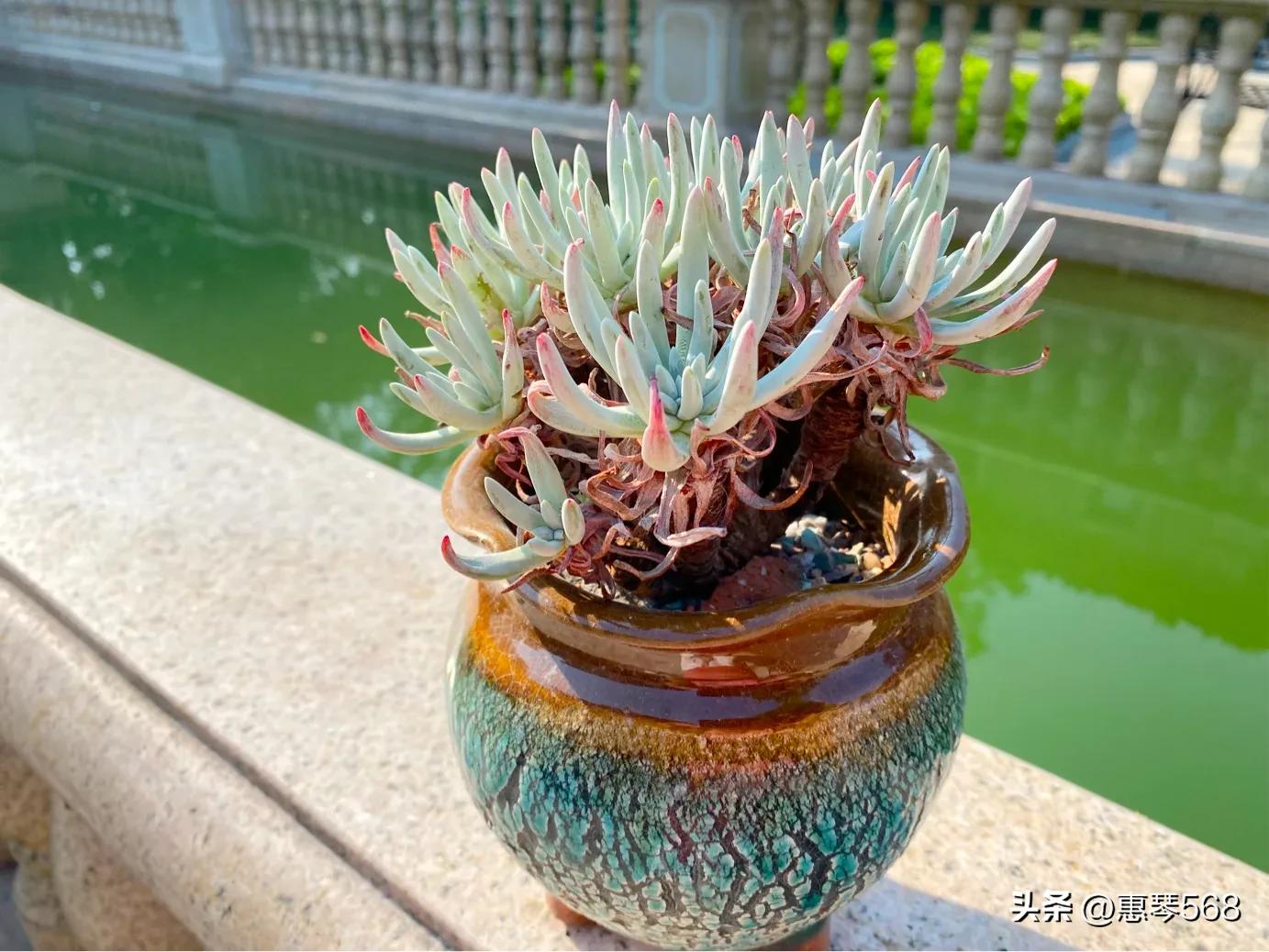 怎样养护多肉植物仙女杯,多肉仙女杯拍摄视频