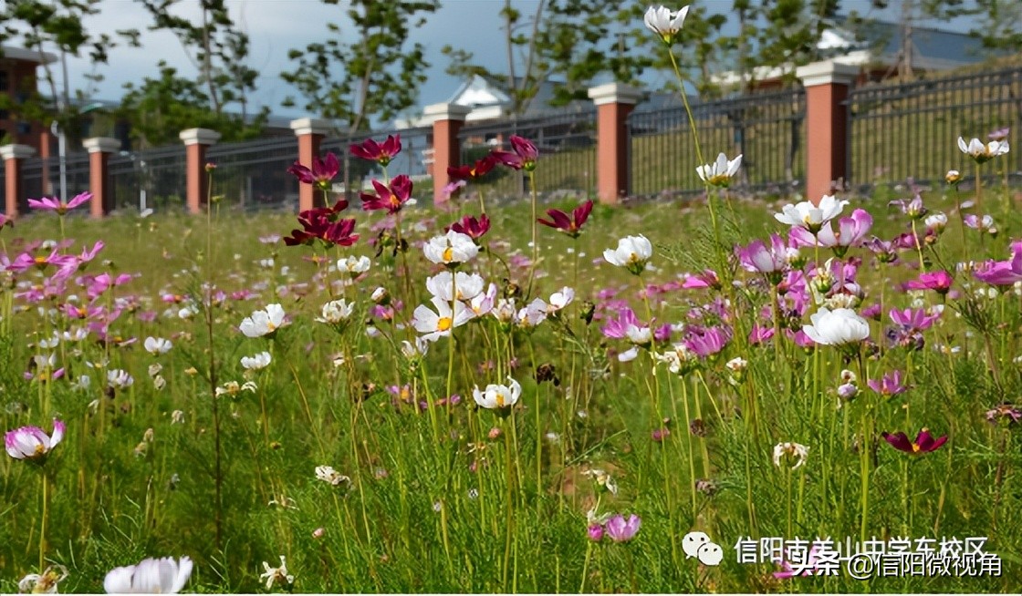 信阳文化渗透,信阳羊山中学传统文化