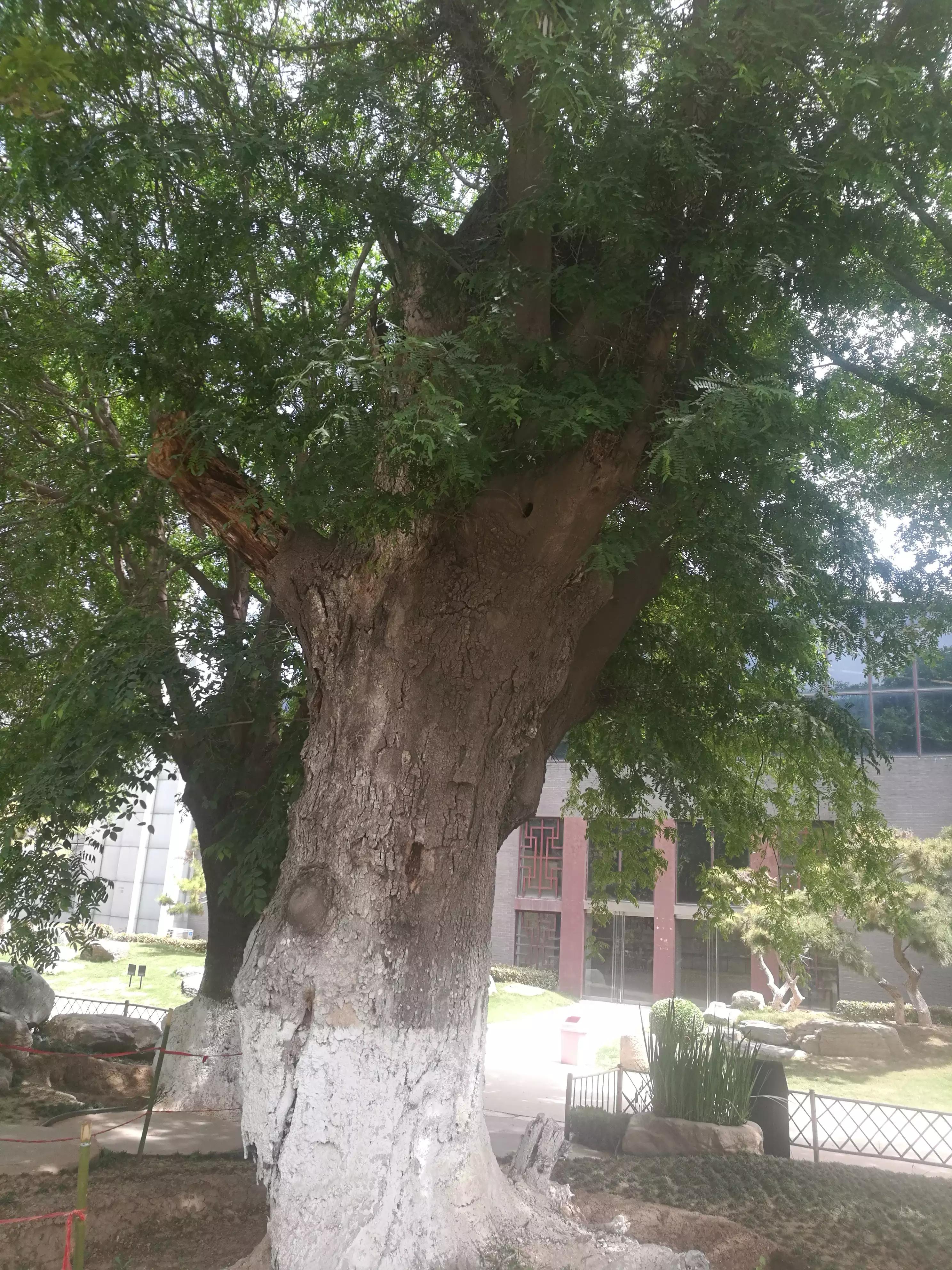 中国唐苑门票多少钱,中国唐苑怎样预约免费门票