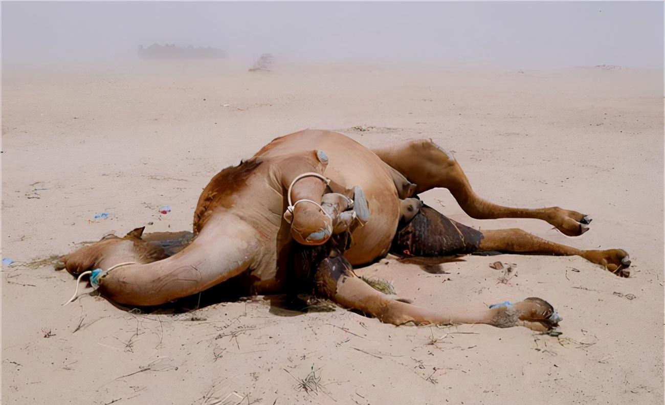 骆驼王者荣耀,骆驼是沙漠中的霸主