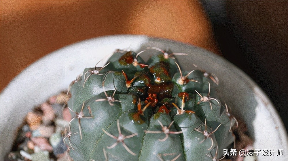 发达国家90%的人都在这样上厕所？国内却鲜有人知