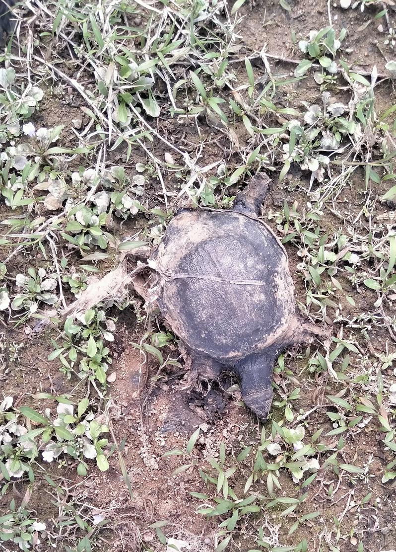 河里甲鱼死亡,河边发现死甲鱼