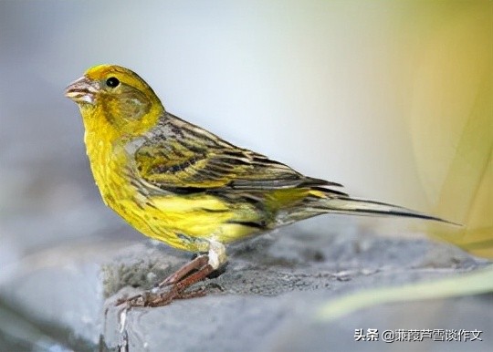 从两篇《猫》谈起——阿宝老师的“作文经”（一四五）