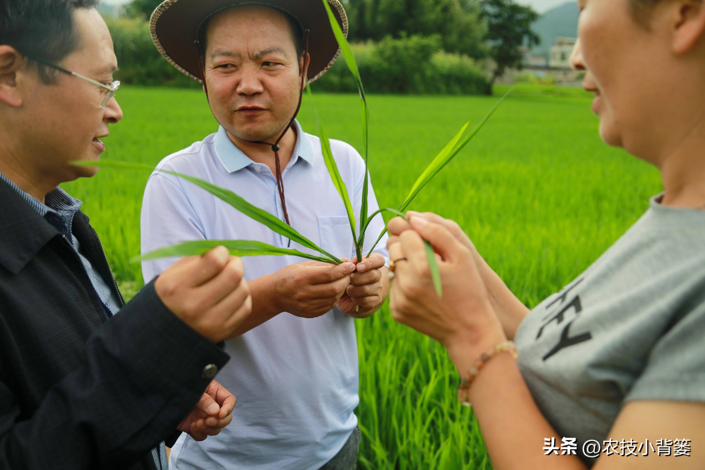 水稻稻苗发黄是什么病,水稻叶片发黄的原因及防治方法