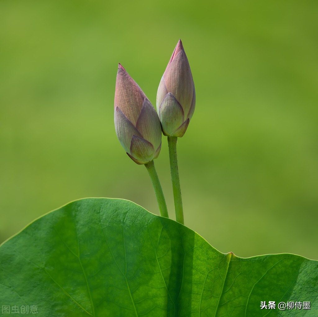 荷花摄影技巧和方法,荷花怎么拍出高级感的照片