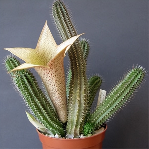 102个大类近500个多肉植物图片，都极其美丽，建议在家中也养一盆