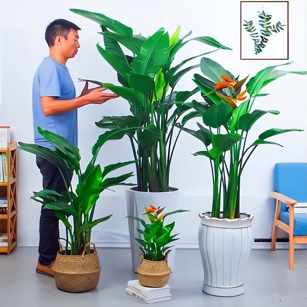 客厅养什么花好看又好养,客厅养什么花好看又好养活