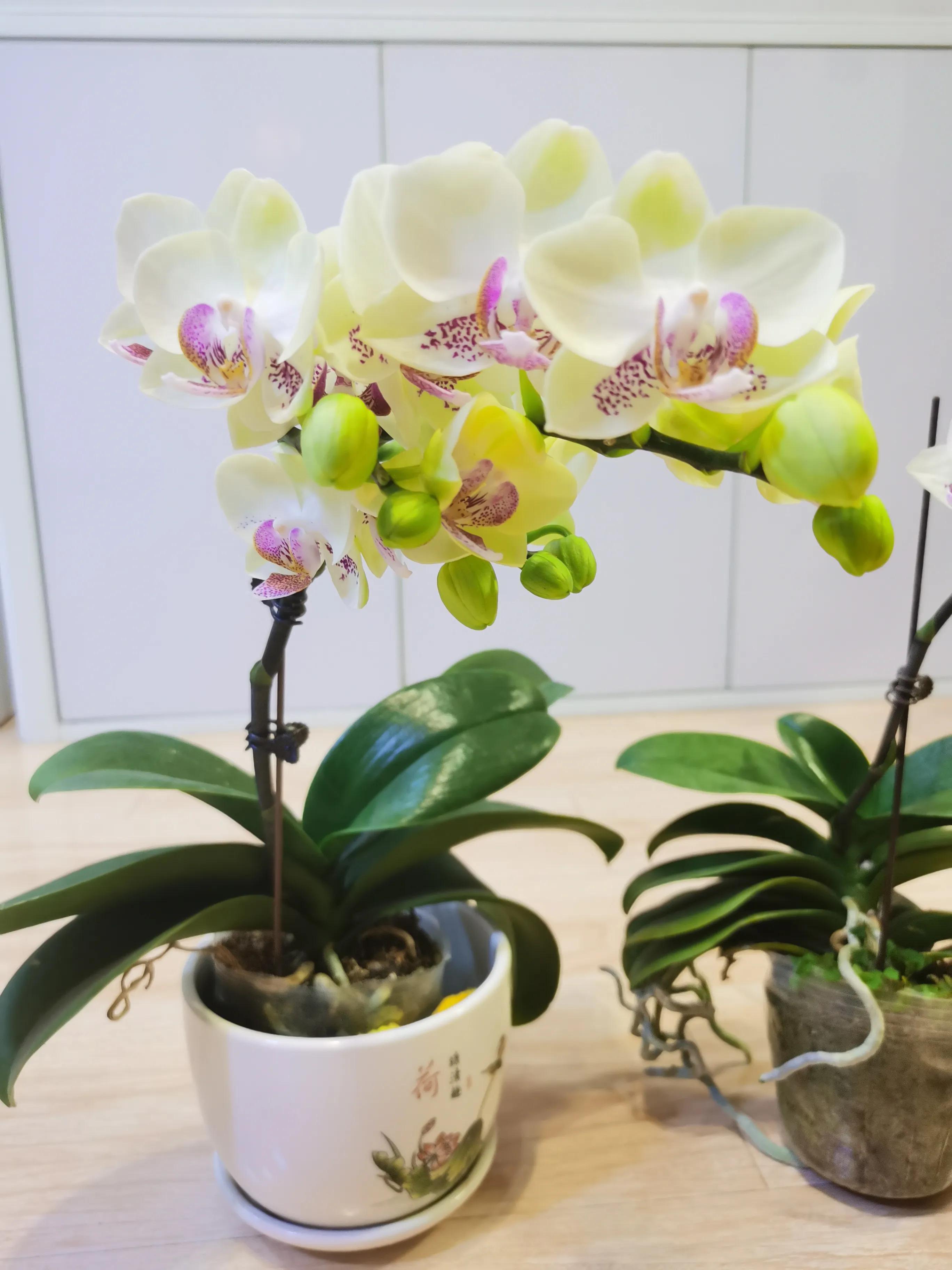 粉黛佳人水仙,紫水仙图片大全