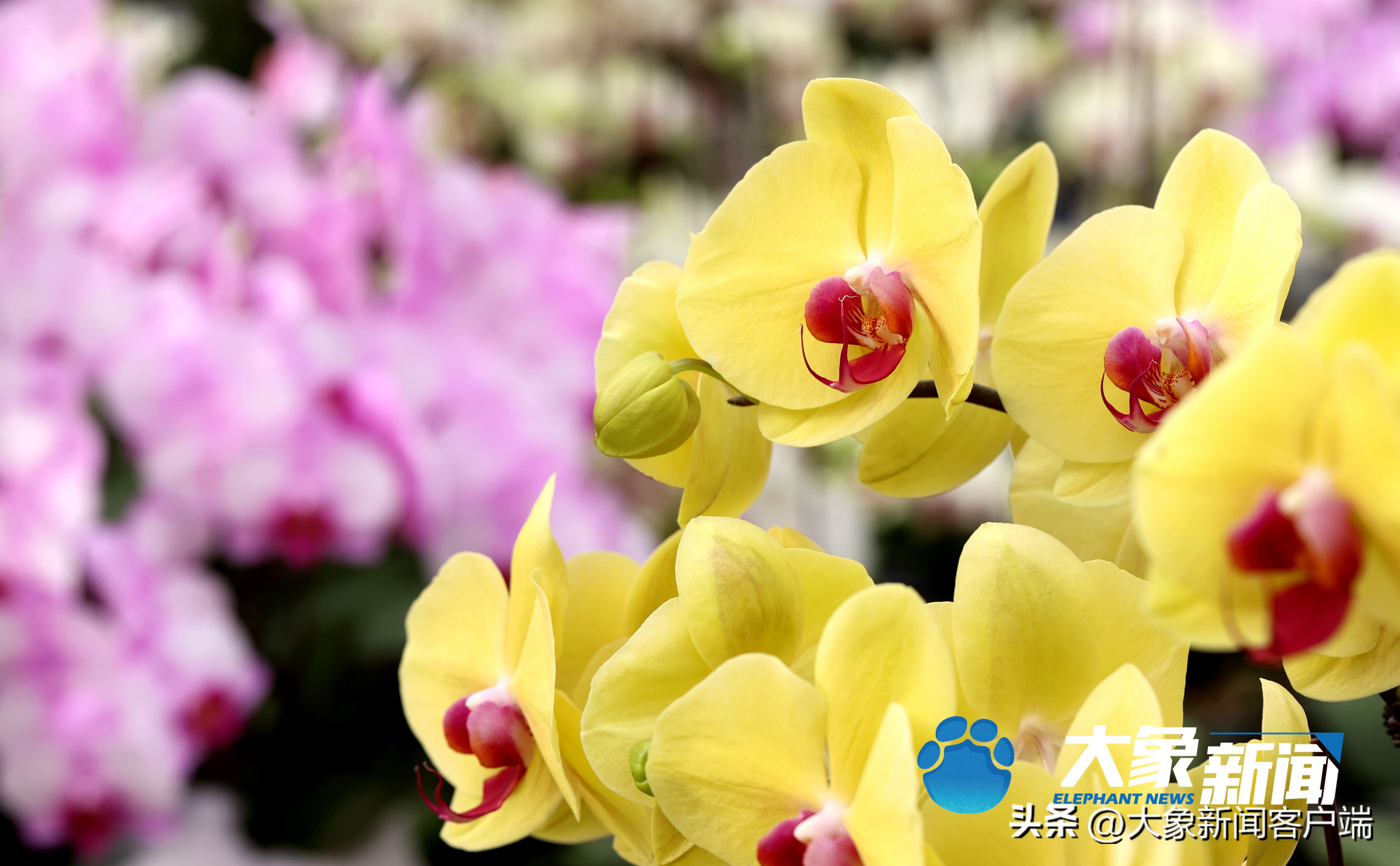 最新蝴蝶兰品种盆栽,河南本地蝴蝶兰