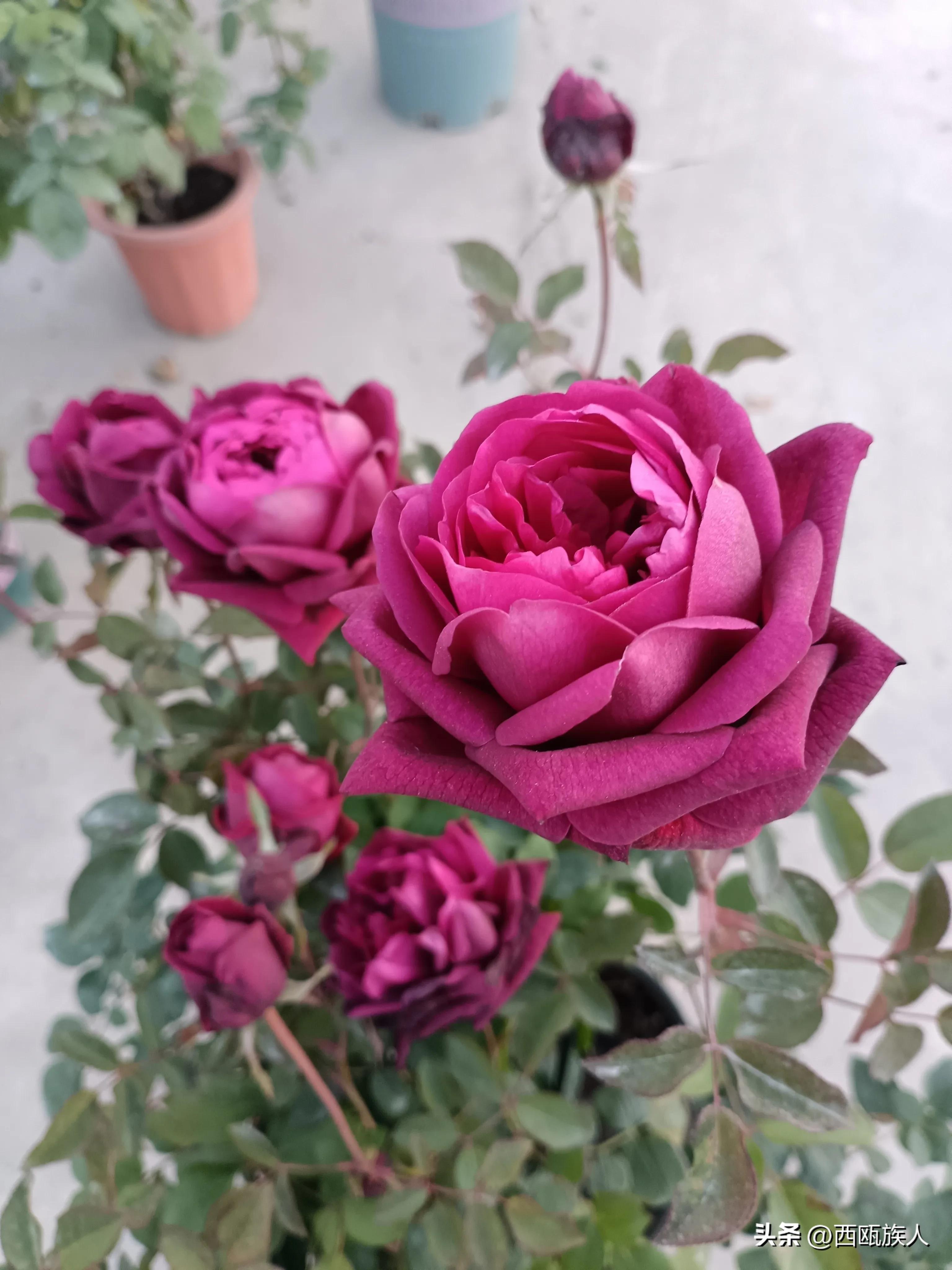 深红色月季城堡,神秘月季花