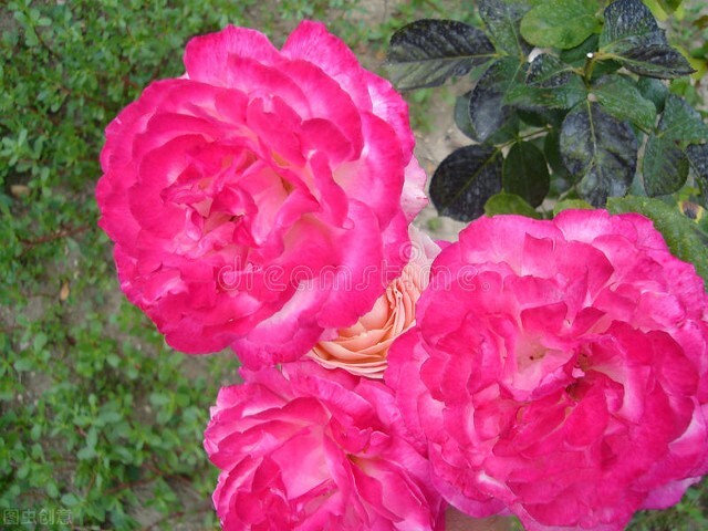 闺女上学谈恋爱怎么办,养女在家里没地位27岁不敢谈恋爱