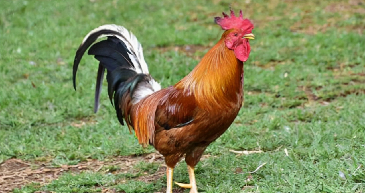 蜈蚣和公鸡谁最强,公鸡为什么能打败蜈蚣