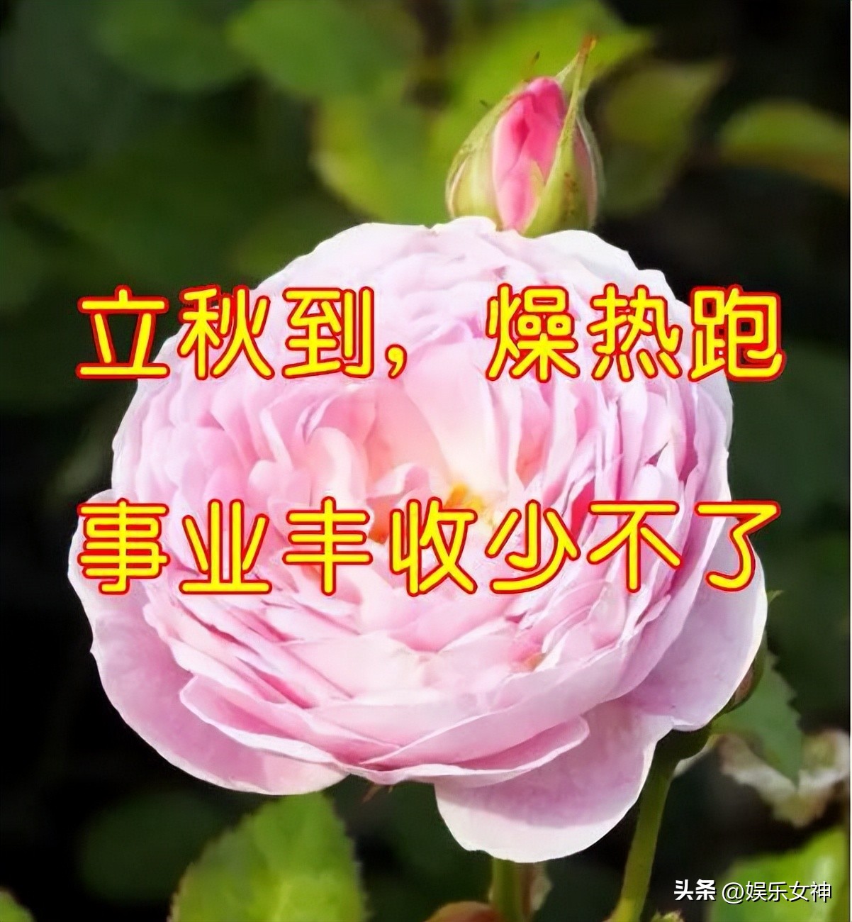 立秋早上好表情大全,最新立秋表情包可爱图片