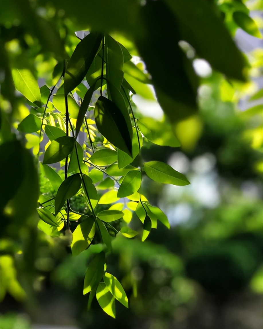 诗词鉴赏落在古诗词里初夏的雨,初夏的雨的古诗词