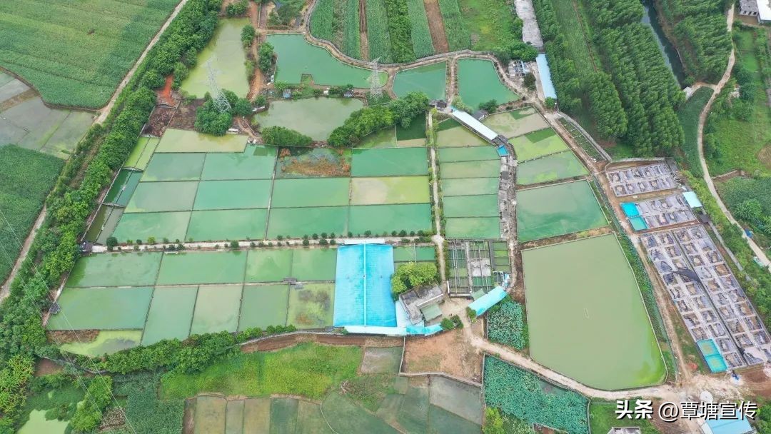广西黄沙鳖稻田生态养殖模式,养鳖带动乡村产业发展情况