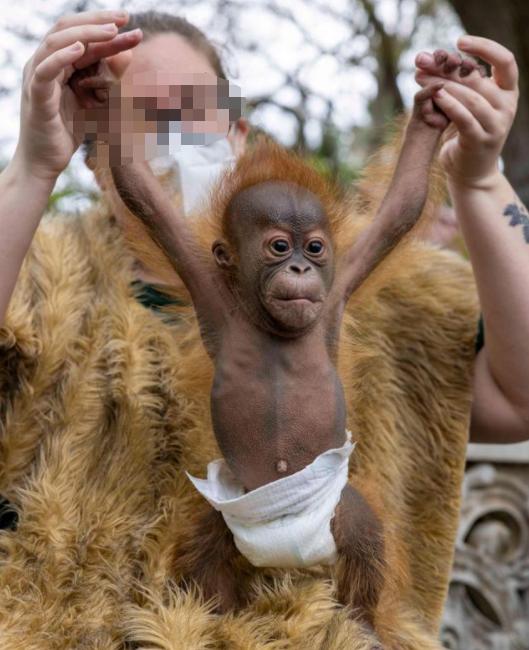 红毛猩猩被囚六年，培养成泄欲工具，身上溃烂也得接客