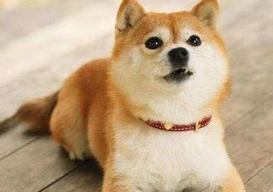 狗狗流黄色脓鼻涕是怎么回事,狗狗流清鼻涕不吃饭怎么回事