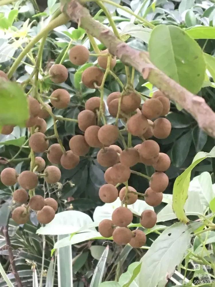 春天十种最美的花名字,花名带冬的有什么花